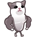 💪 gatto, muscolo, palestrato, animale, animale domestico, meme telegram sticker