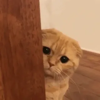 🐈‍⬛️ cat, sad, cute, peek, animal, pet, hiding telegram sticker