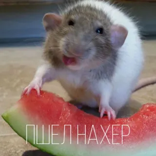 🤬 ПШЁЛ НАХЕР rat, pastèque, nourriture, animal, rongeur telegram sticker