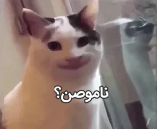 😑 ناموصن؟ cat, meme, funny, persian telegram sticker