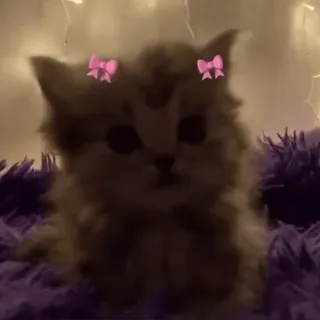 💕 chaton, chat, animal, animal de compagnie, mignon, noeuds whatsapp sticker