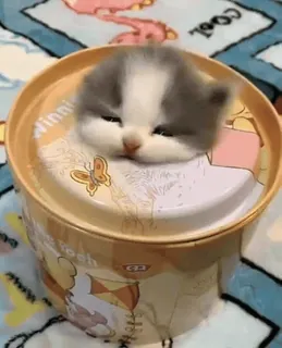 😓 Winnie the Pooh Winnie Pooh kitten, cat, pet, animal, Winnie the Pooh, cute, adorable whatsapp sticker