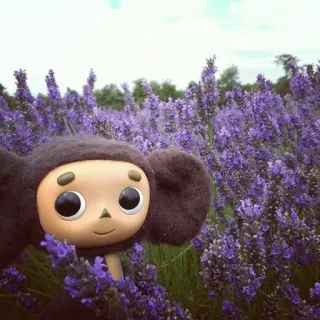 🪻 Cheburashka Cheburashka, lavender, flowers, cute, nature, plush, toy, purple telegram sticker