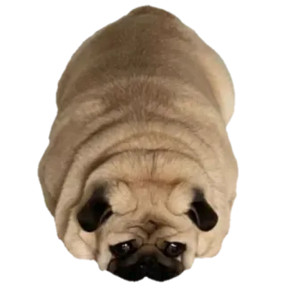 😞 mops, pies, zwierzę, słodki, zwierzę domowe telegram sticker