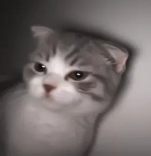 🎀 猫, 可爱, 动物, 宠物, 小猫, 苏格兰折耳猫, 灰色和白色 telegram sticker