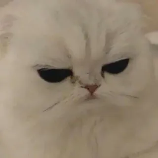 😒 cat, white cat, grumpy cat, animal, meme, pet telegram sticker