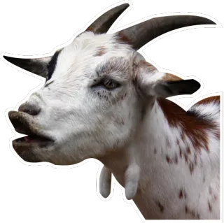 😩 goat, animal, farm, domestic, mammal telegram sticker