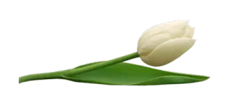 🌷 Blume, Tulpe, Weiße Blume, Pflanze whatsapp sticker