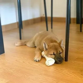 😪 Hund, Tier, schlafend, Haustier, Knochen, süß, Haustier telegram sticker