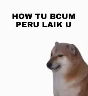 😳 HOW TU BCUM
PERU LAIK U 도지, 밈, 불쾌한 telegram sticker