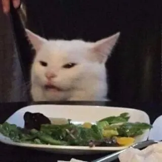 🖐 cat, meme, disgusted, white cat, salad, funny, animal telegram sticker