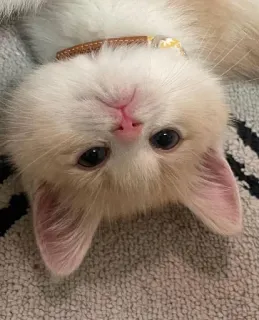 🙃 cat, kitten, animal, pet, cute, domestic cat telegram sticker