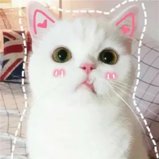 🐾 chat, animal, mignon, animal de compagnie, chaton, minou, animal domestique whatsapp sticker