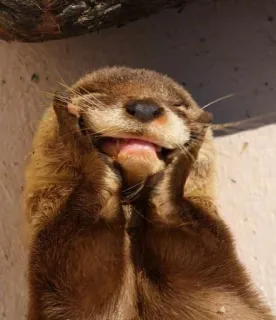 🙃 otter, dier, schattig, zoogdier, natuur, blij, grappig telegram sticker