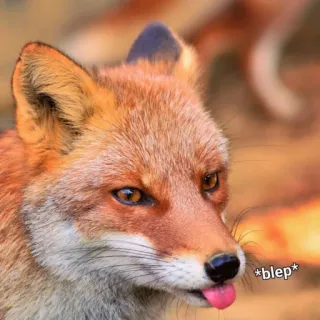 😋 *blep* raposa, animal, blep, língua, fofo, vida selvagem telegram sticker