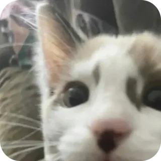 😯 gatto, primo piano, animale, animale domestico, felino telegram sticker