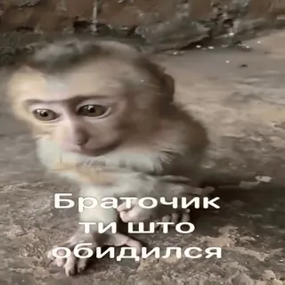 🥺 Браточик 
ти што 
обидился monkey, cute, animal, meme, sad, ape, young telegram sticker