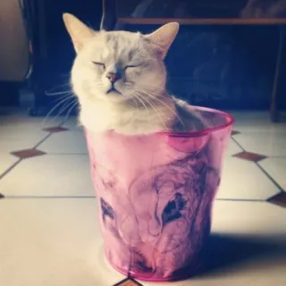 😪 gato, animal, mascota, lindo, gato doméstico, contenedor rosa, relajante, gato blanco telegram sticker