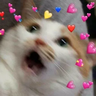 🐱 gato, animal, corações, amor, fofo, meme, engraçado, animal de estimação telegram sticker