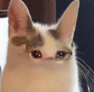 😭 cat, animal, meme, funny, sad, cute whatsapp sticker