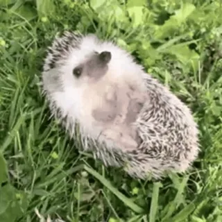 🦔 ёж, животное, милый, природа, трава telegram sticker