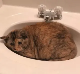 😿 cat, sink, feline, animal, pet, calico cat telegram sticker