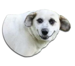 😅 dog, animal, white dog, pet, mammal telegram sticker