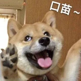 😛 口苗～ cão, shiba inu, animal, fofo, meme whatsapp sticker