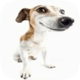 🐕‍🦺 chien, animal, animal de compagnie, animal domestique, mignon, chiot, toutou, ami telegram sticker