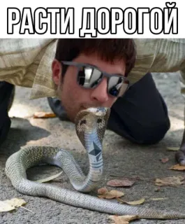 🐍 РАСТИ ДОРОГОЙ telegram sticker
