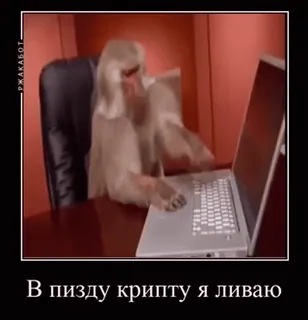 💻 В пизду крипту я ливаю 원숭이, 컴퓨터, 타자, 유머, 불쾌한, 암호화폐, 밈 telegram sticker