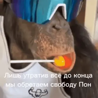 💫 Лишь утратив всё до конца мы обретаем свободу Пон monyet, kera, kacamata hitam, permen lolipop, teks telegram sticker