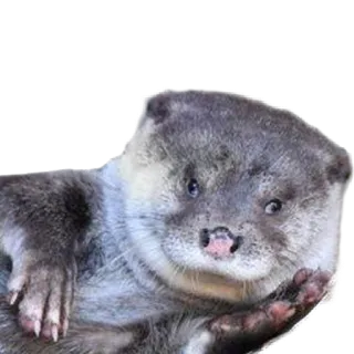 🙃 Выдра, Животное, Милый, Млекопитающее, Дикая природа telegram sticker