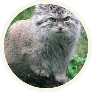 😠 кот, животное, манул, манул, млекопитающее, дикий кот telegram sticker