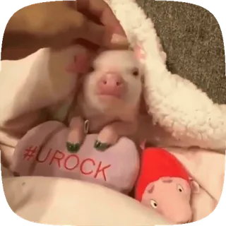 ☺️ #UROCK 돼지, 귀여운, 애완 동물, 동물, urock, 분홍색 telegram sticker