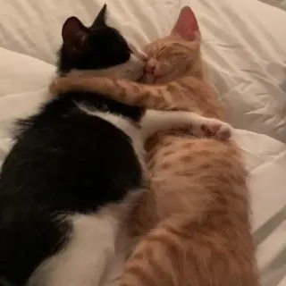 💓 gatti, gattini, abbraccio, dormire, animali, animale domestico telegram sticker
