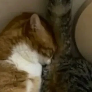 🤮 kat, dieren, huisdieren, huisdieren, katachtig telegram sticker