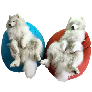 👫 サモエド, 犬, 動物, ペット, 可愛い, 家畜 telegram sticker