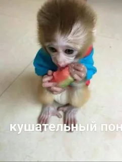🍉 кушательный пон monkey, cute, watermelon, eating telegram sticker