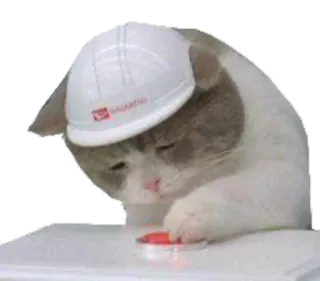 😿 mèo, mũ bảo hiểm, xây dựng, dễ thương, động vật telegram sticker