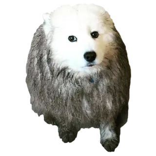 🚿 犬, サモエド, 動物, ペット, かわいい telegram sticker