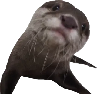 🙂 nutria, animal, lindo, fauna, mamífero, agua, nutria marina telegram sticker