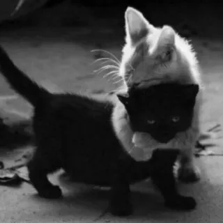 😺 chaton, chats, noir et blanc, mignon, animaux, jouer telegram sticker
