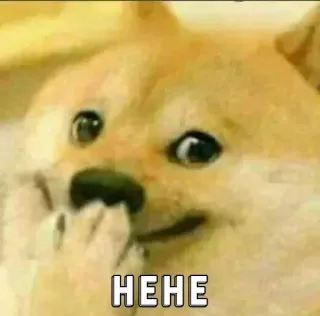 🏵 HEHE doge, cane, meme, eheh, felice telegram sticker