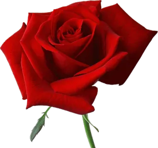 🌹 Rose, Blume, Rot, Blütenblatt, Pflanze, Blüte, Romantik, Liebe whatsapp sticker