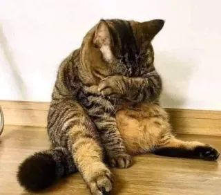🎃 gato, animal, felino, animal de estimação, limpeza, sentado, tigrado whatsapp sticker