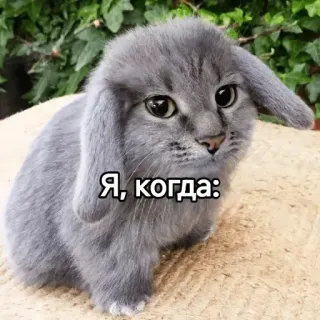 🙂‍↔️ Я, когда: gato, conejo, lindo, animal, meme telegram sticker