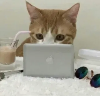 💻 кот, компьютер, ноутбук, животное, питомец, работа, офис telegram sticker