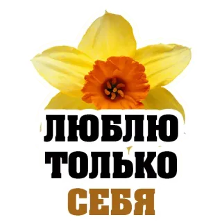 🥰 ЛЮБЛЮ ТОЛЬКО СЕБЯ 花, 水仙, 文本, 俄语, 爱 telegram sticker