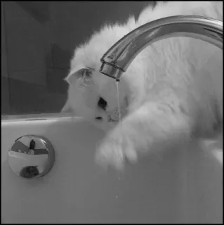 💮 gatto, gattino, rubinetto, acqua, bianco, animale, animale domestico telegram sticker